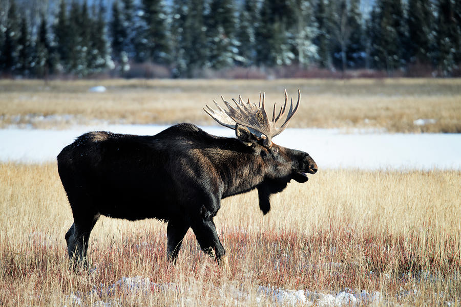 Moose, Alces Alces Photograph by Mark Newman
