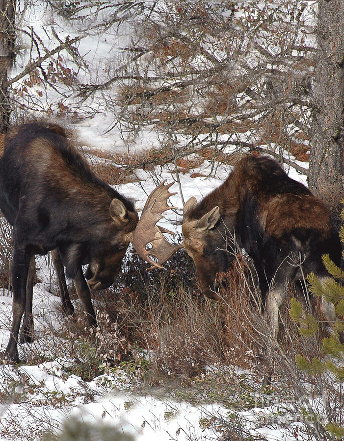 813P Moose Photograph by NightVisions