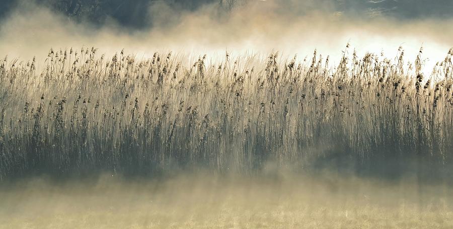 Morning fog.... Photograph by Werner Lehmann - Fine Art America