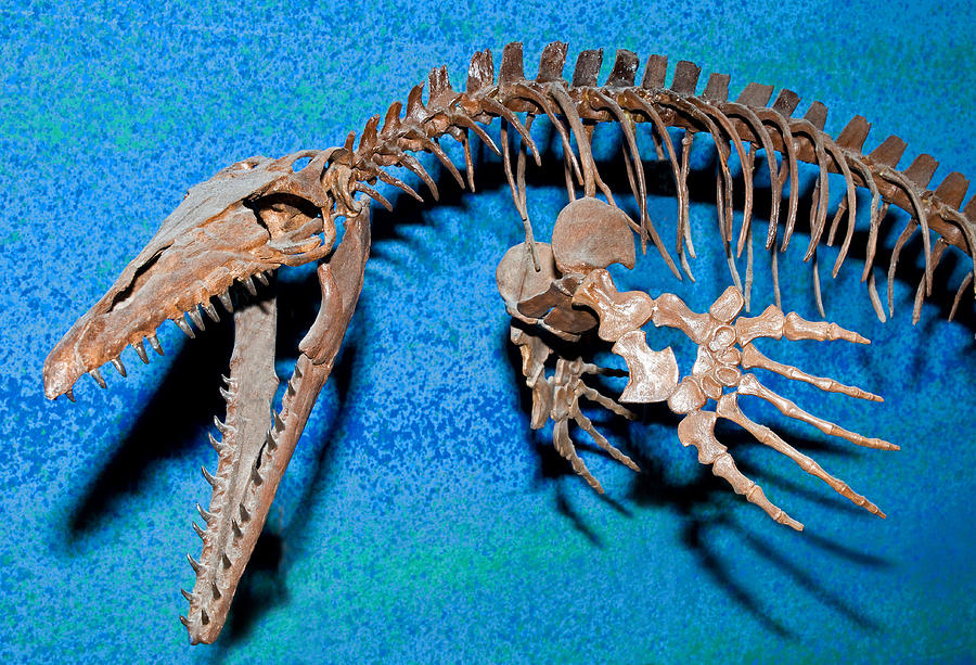 Mosasaur Fossil Photograph by Millard H. Sharp - Pixels