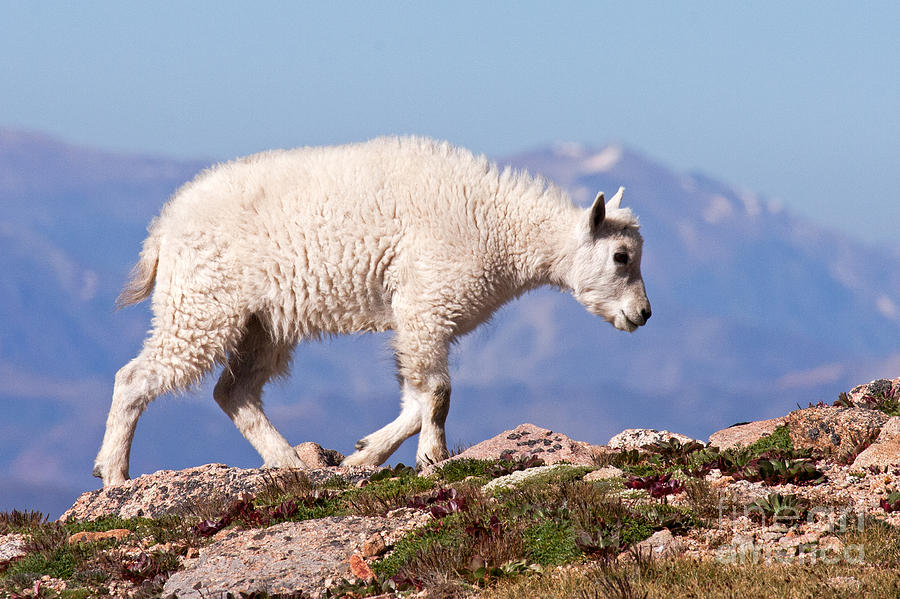 Mountain Goat Kid on Mount Evans #6 Photograph by Fred Stearns