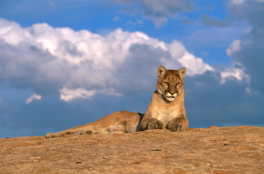 Mountain Lion #6 Photograph by Jeffrey Lepore Mountain Lion #6 Photograph by Jeffrey Lepore