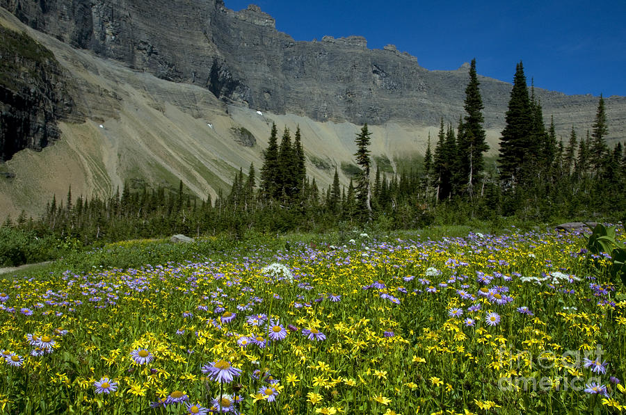 Mountain Wildflowers, Montana #6 Photograph by Mark Newman