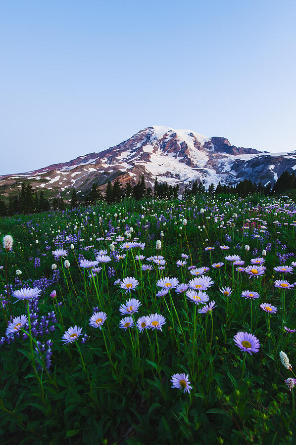 Mt.Rainier Subalpine wildflowers #6 Photograph by Hisao Mogi