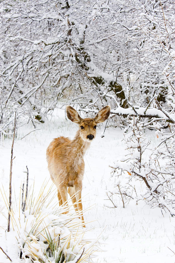 Mule Deer In Snow Photograph