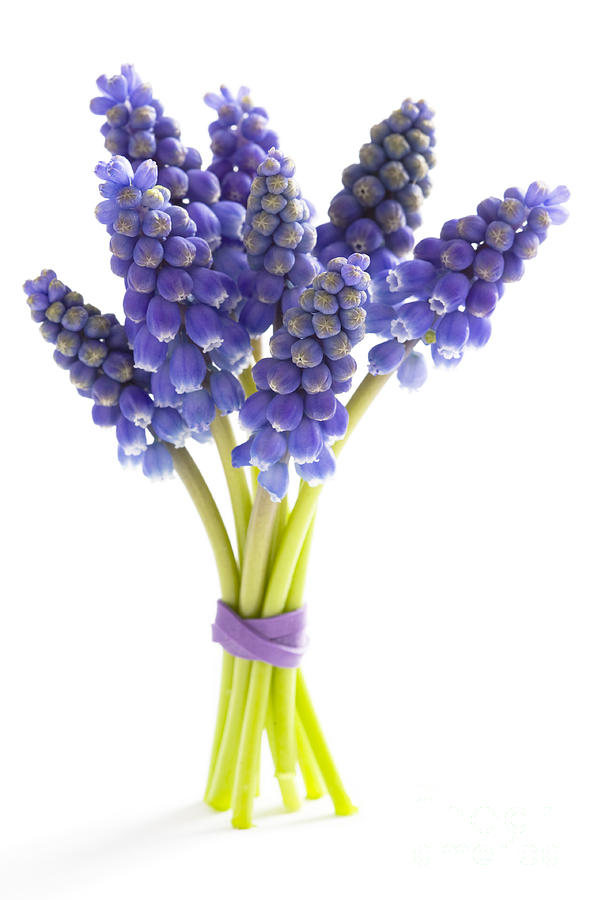 Muscari Or Grape Hyacinth #6 Photograph by Lee Avison