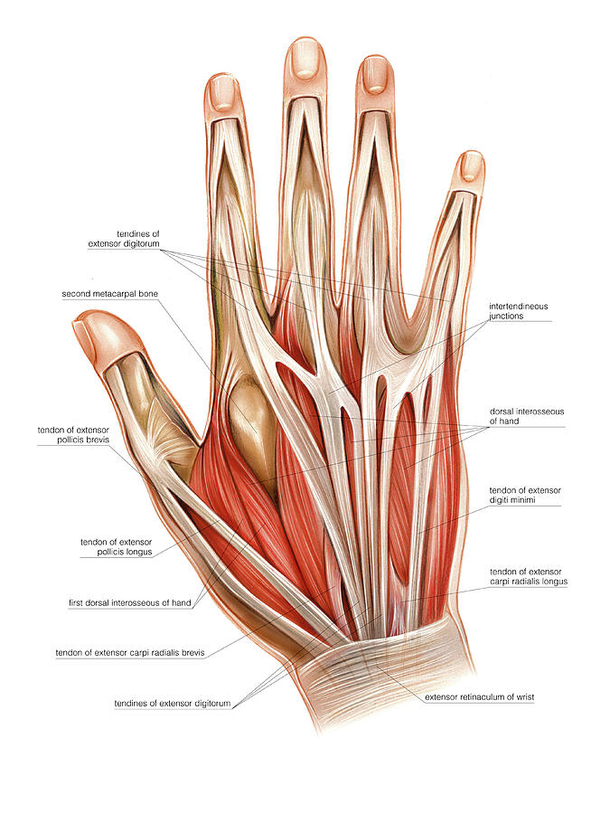 human hand muscles
