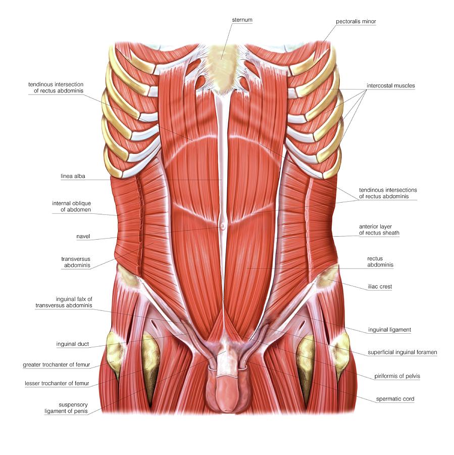 Muscles Of Trunk And Abdomen Photograph By Asklepios Medical Atlas Pixels