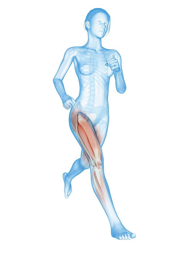 Illustration Photograph - Muscular System Of A Runner #6 by Sebastian Kaulitzki