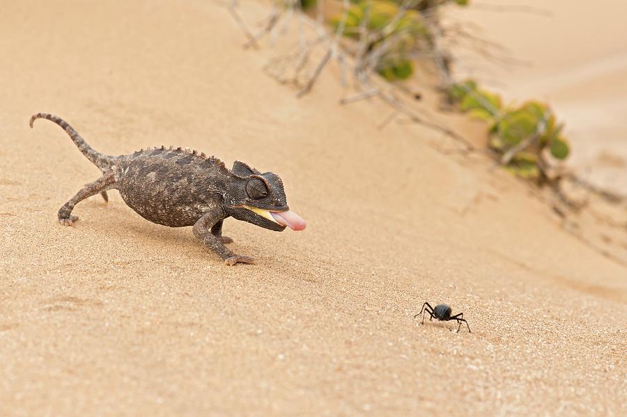 Namaqua Chameleon Catching Prey #6 Photograph by Science Photo Library Namaqua Chameleon Catching Prey #6 Photograph by Science Photo Library