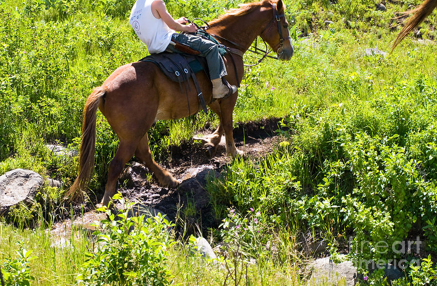 A Man And His Horse Photograph by Tara Lynn