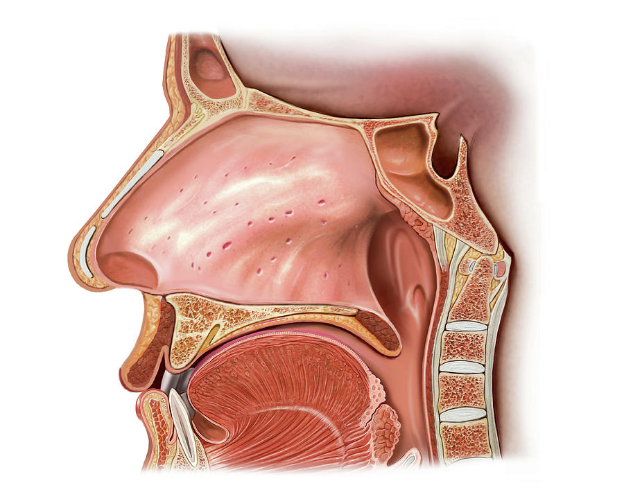 Nasal Cavity 6 Photograph By Asklepios Medical Atlas Pixels 2213
