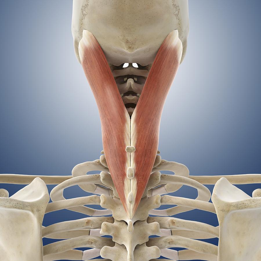 Neck muscle, artwork Photograph by Science Photo Library - Fine Art America