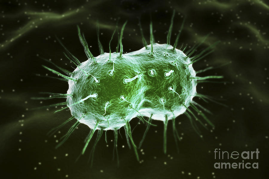 Neisseria Gonorrhoeae Bacteria Photograph By Science Picture Co Fine Art America