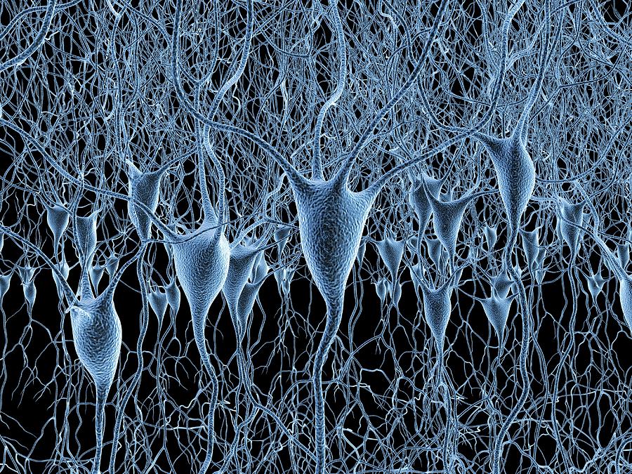 Nerve Cells #6 Photograph by Alfred Pasieka/science Photo Library