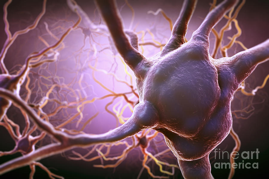 Neuron #8 Photograph by Science Picture Co