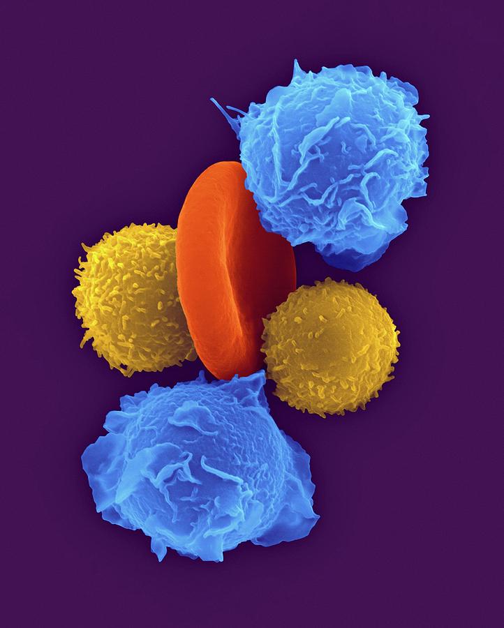 Neutrophils #6 Photograph by Dennis Kunkel Microscopy/science Photo Library