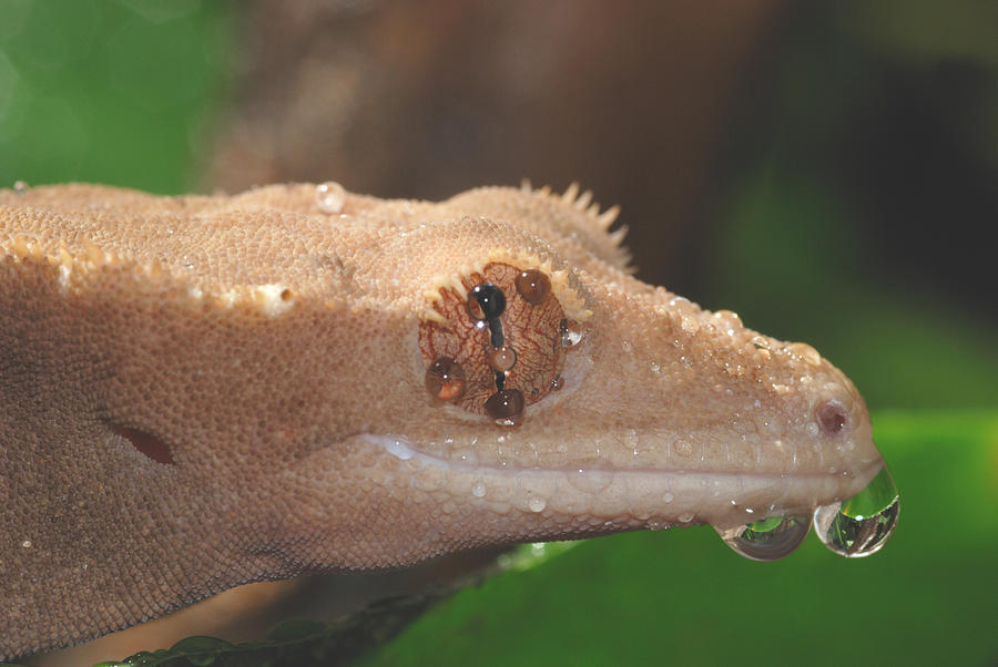 New Caledonian Crested Gecko #6 Photograph by John Mitchell