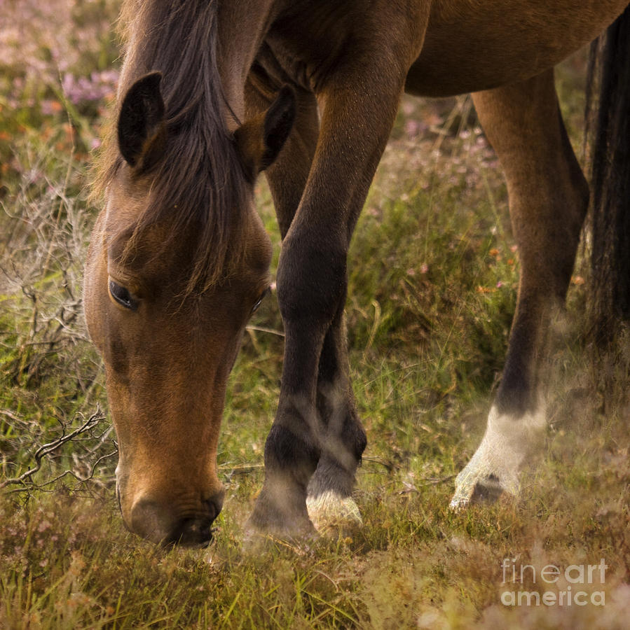 New Forest Pony Photograph