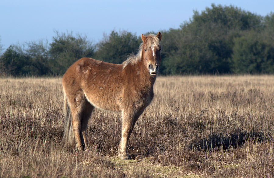 New Forest Pony #6 Photograph by Chris Day