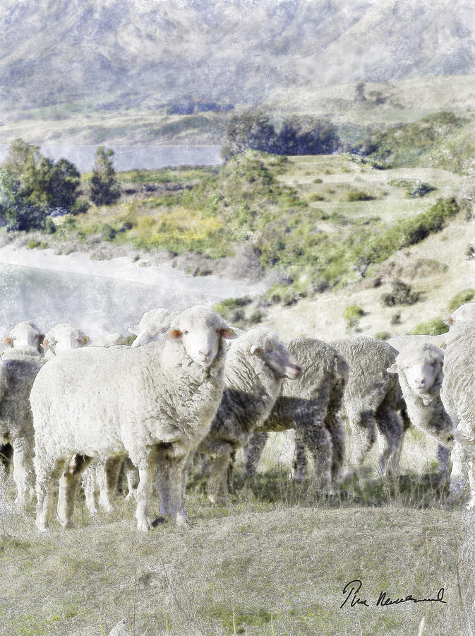 Animal Pastel - New Zealand Sheep #6 by Tim Mulholland