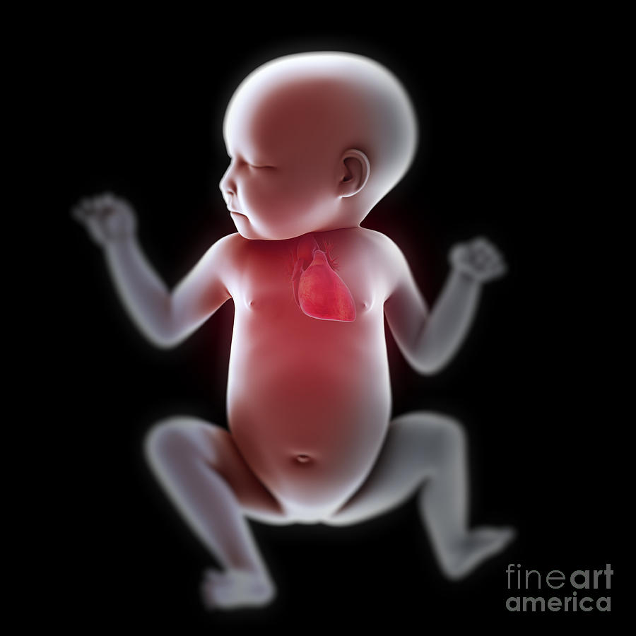 Newborn Anatomy Photograph by Science Picture Co - Fine Art America