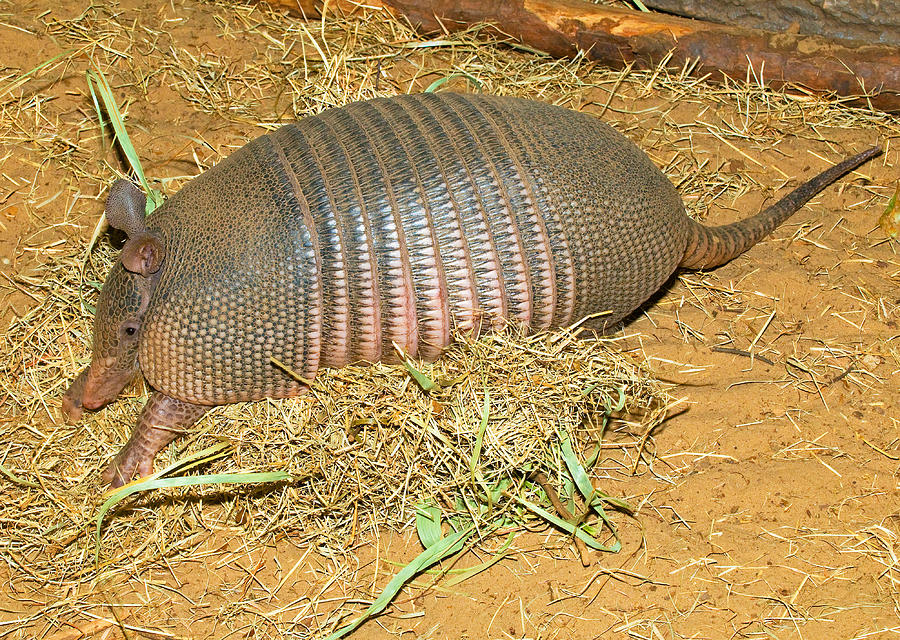 Nine Banded Armadillo Photograph by Millard H. Sharp - Fine Art America