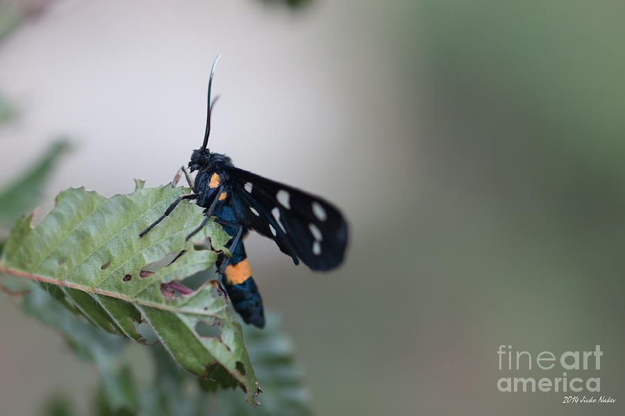 Nine-spotted moth #7 Photograph by Jivko Nakev