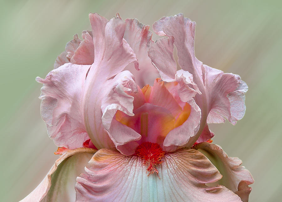 Pink Electrabrite Bearded Iris Photograph by Patti Deters