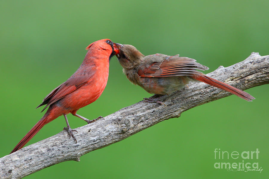 Northern Cardinal #6 Photograph by Steve Javorsky