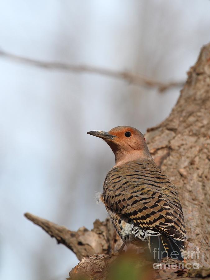 Nature Photograph - Northern Flicker #6 by Jack R Brock