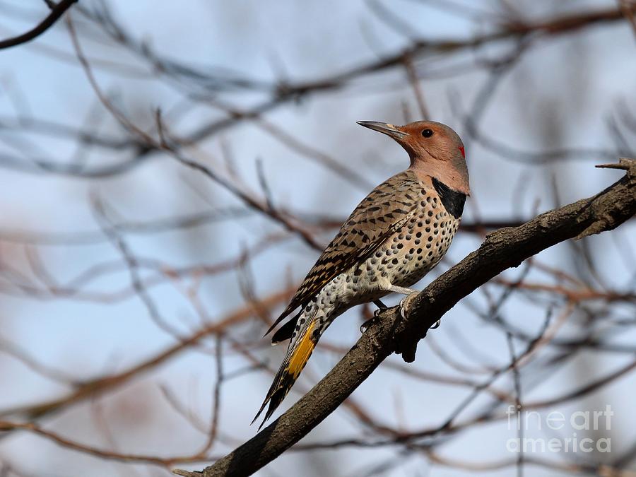 Nature Photograph - Northern Flicker Yellow-shafted #6 by Jack R Brock