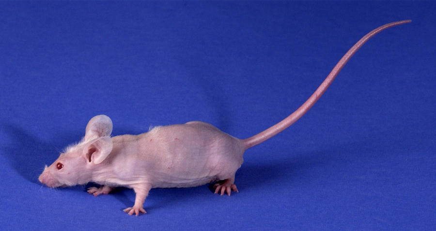 Nude Mouse #6 Photograph by Science Source
