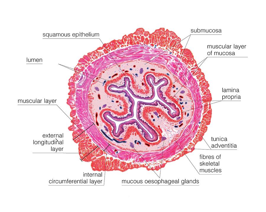 Oesophagus Photograph by Asklepios Medical Atlas - Pixels