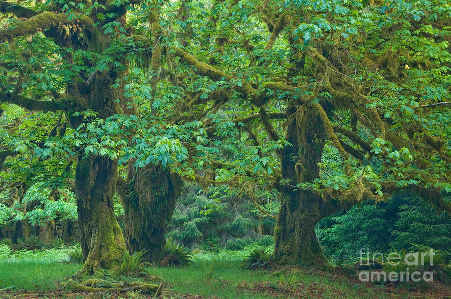 Olympic National Park #6 Photograph by John Shaw
