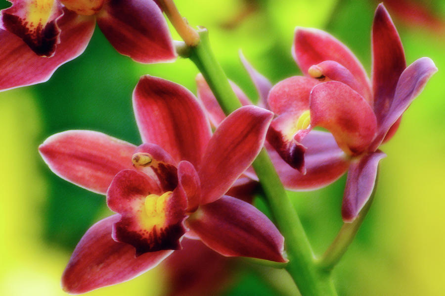 Orchid Photograph - Orchid (cymbidium Hybrid) #6 by Maria Mosolova/science Photo Library