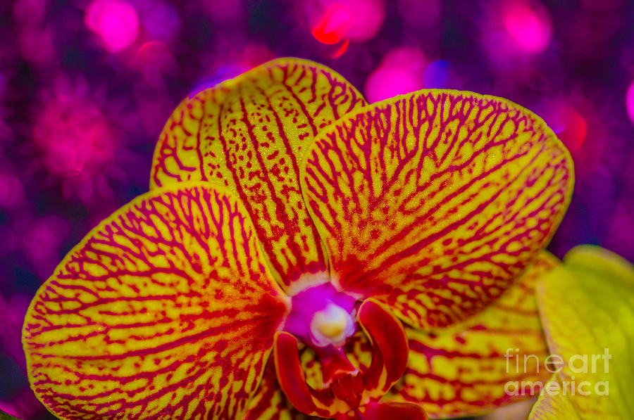 Orchid #4 Photograph by Gerald Kloss