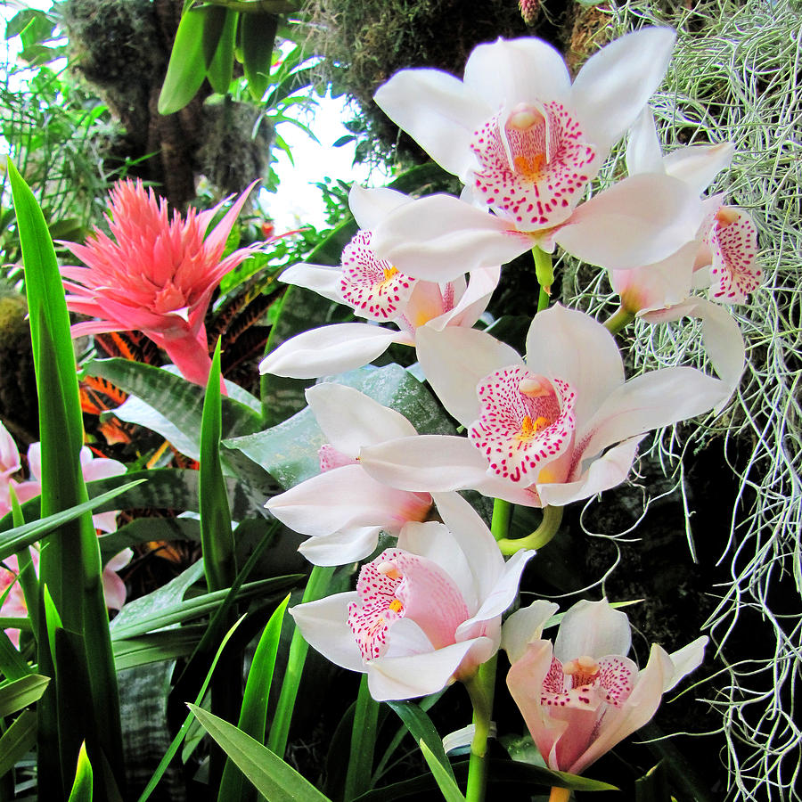 Orchids #6 Photograph by John Freidenberg