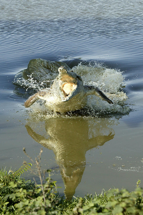 Orinoco Crocodile Protecting Nest #6 Photograph by M. Watson