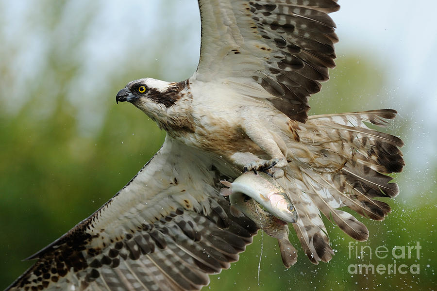 Osprey Catching Trout #6 Photograph by Scott Linstead