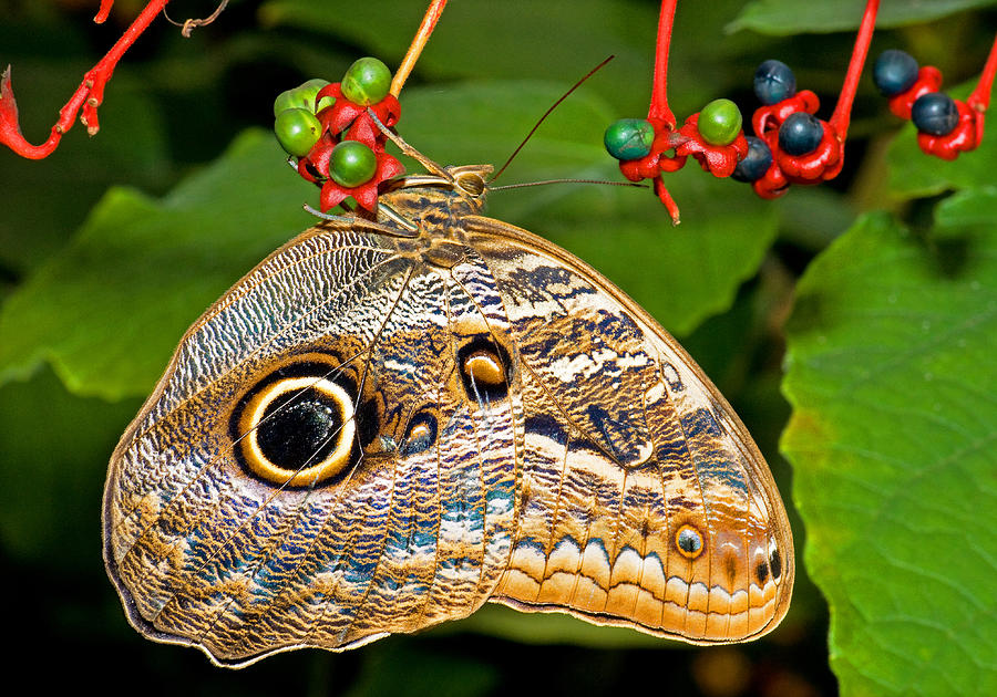 Owl Butterfly #6 Photograph by Millard H. Sharp