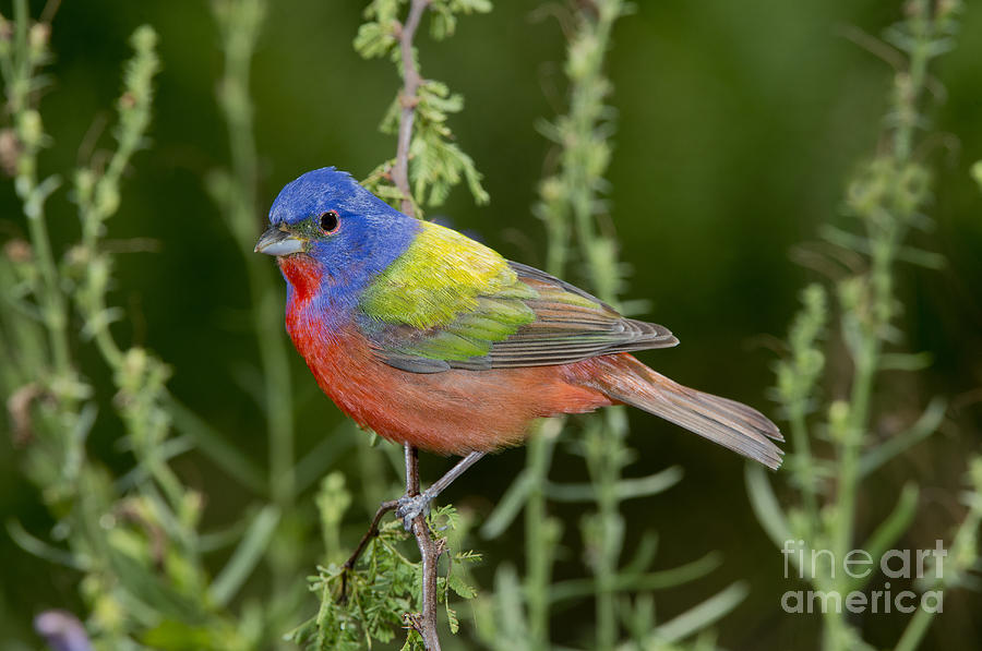 Painted Bunting #6 Photograph by Anthony Mercieca