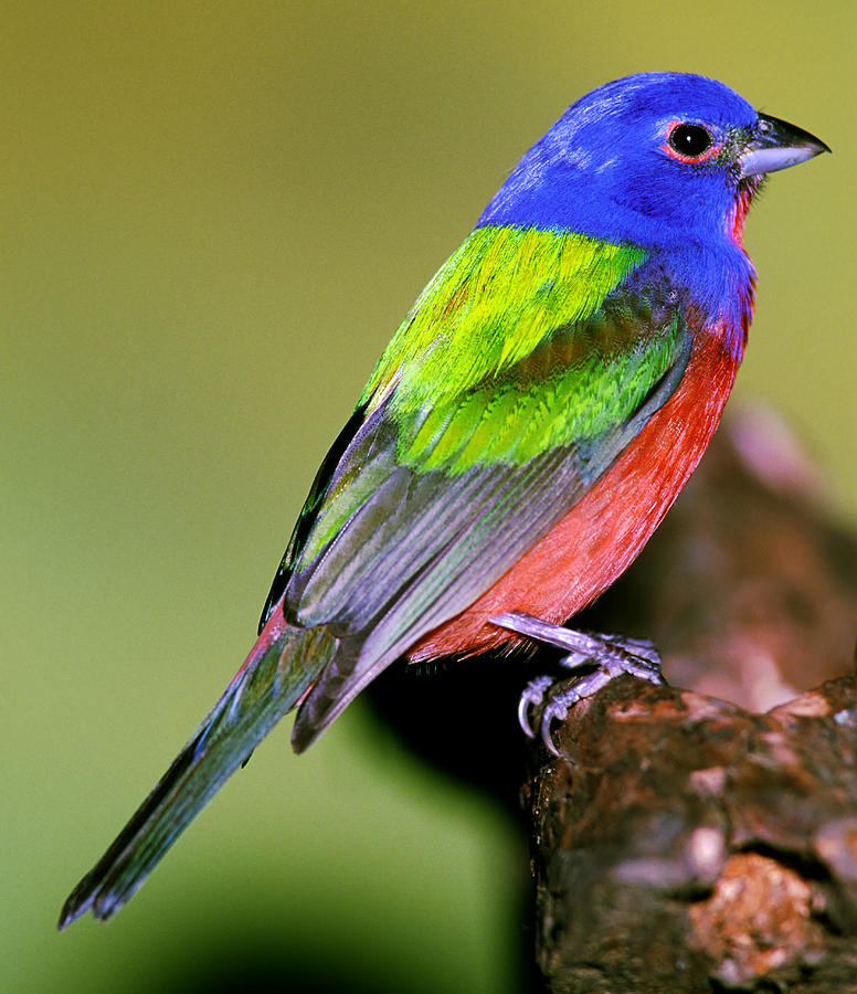 Painted Bunting #6 Photograph by Millard H. Sharp