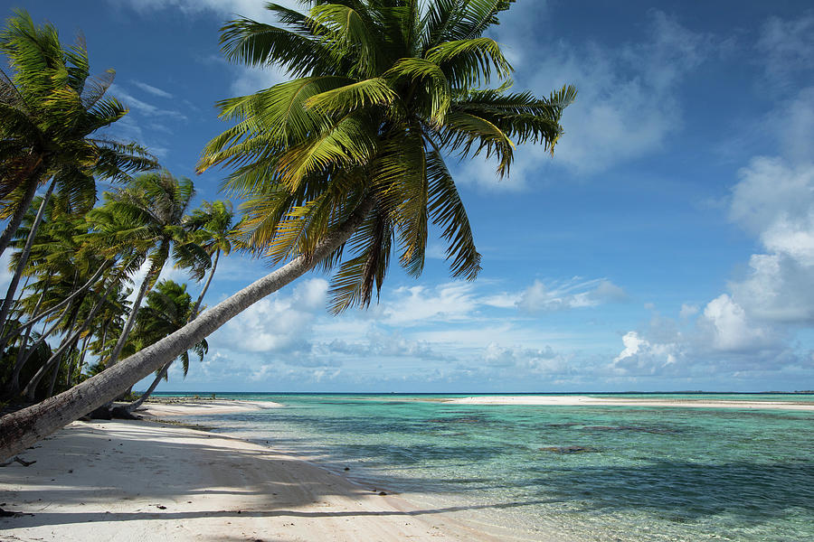 Palm Trees On The Beach, Bora Bora #6 Photograph by Panoramic Images