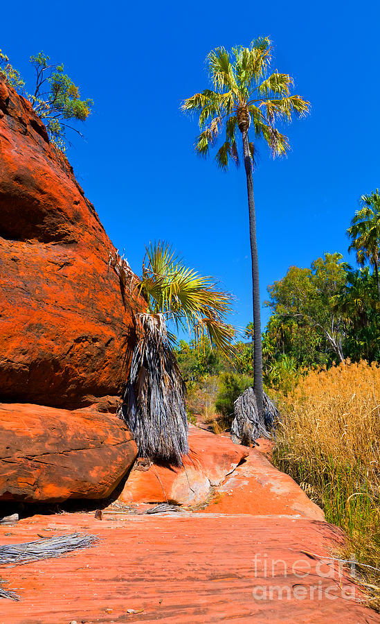 Palm Valley Central Australia Photograph