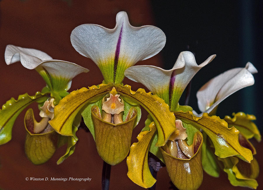 Paphiopedilum Orchid #6 Photograph by Winston D Munnings