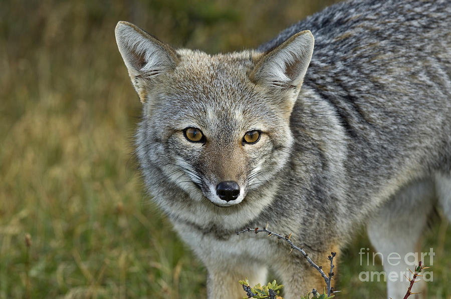 Patagonia Grey Fox #6 Photograph by John Shaw