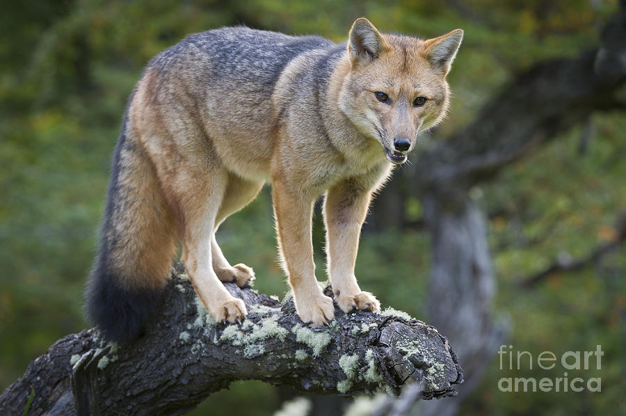 Patagonian Red Fox #6 Photograph by John Shaw