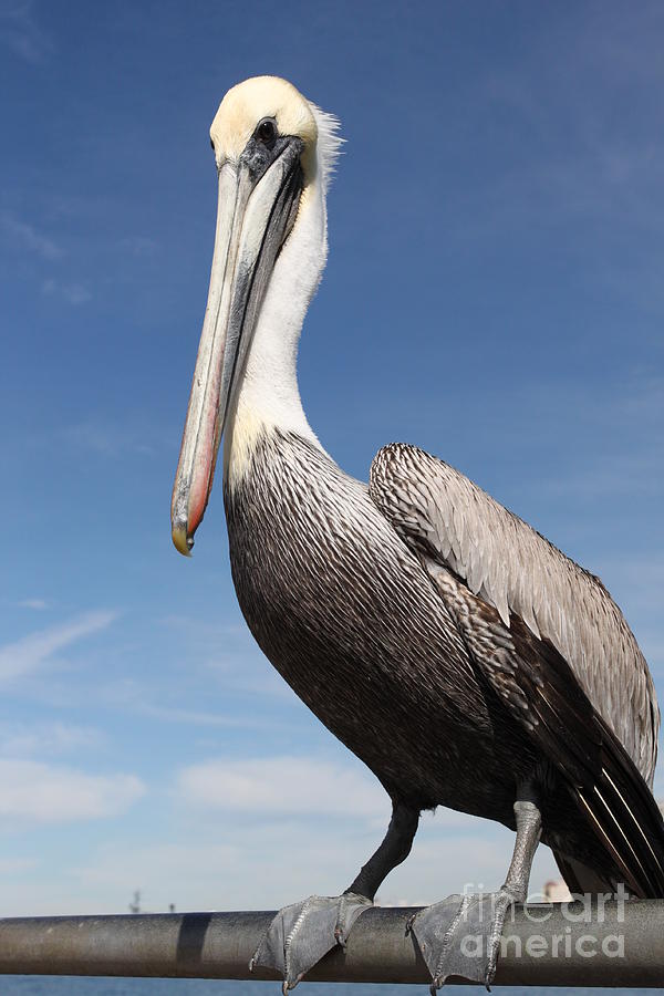 Pelican #6 Photograph by Henrik Lehnerer