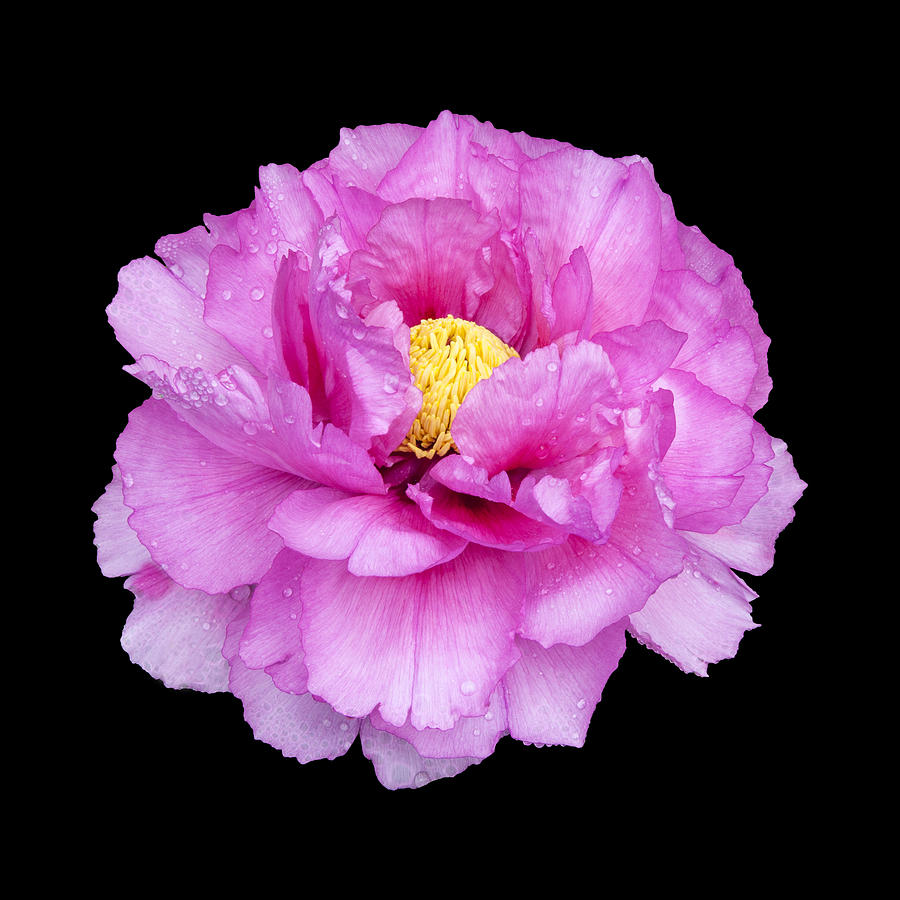 Peony #6 Photograph by Charles Harden